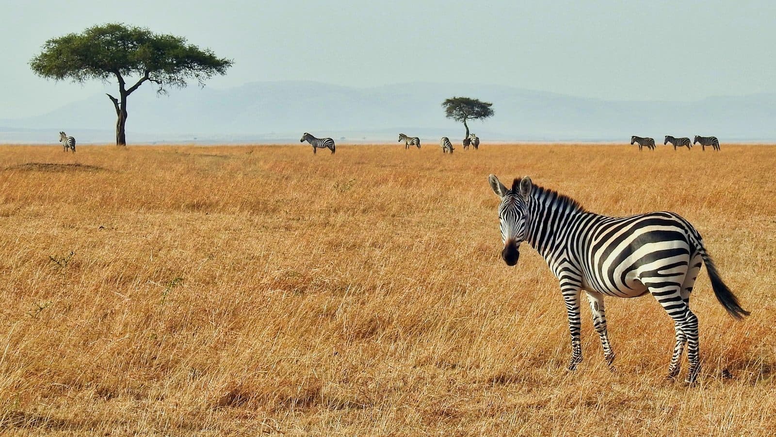 zebra in wild